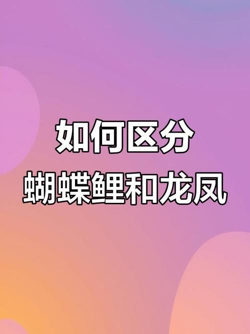 蝴蝶鯉和錦鯉圖片對比