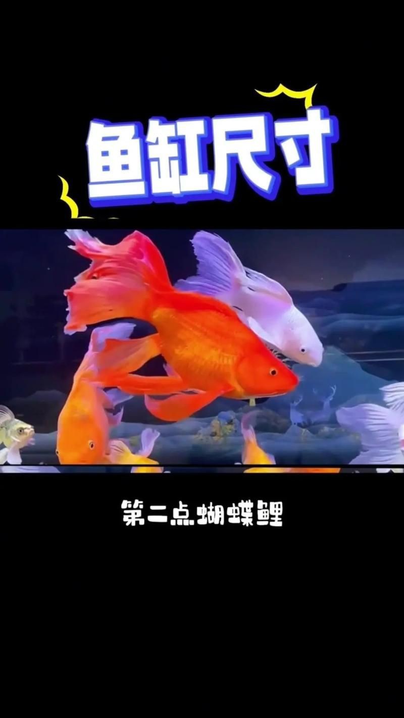 蝴蝶鯉和錦鯉圖片對比