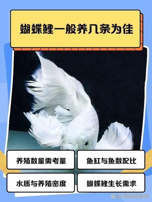 蝴蝶鯉和錦鯉圖片對比