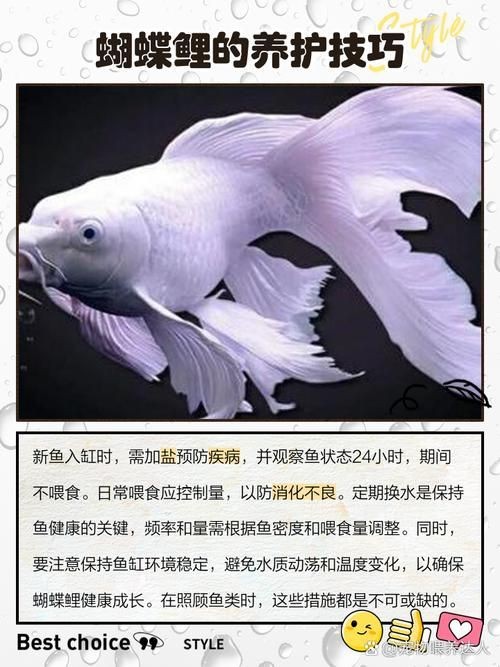 蝴蝶鯉和錦鯉圖片對比