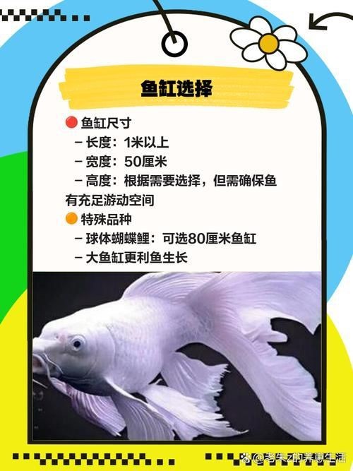 蝴蝶鯉和錦鯉圖片對比