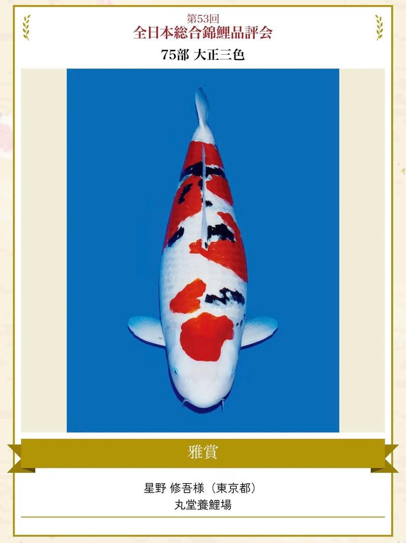 德系臉譜錦鯉圖片