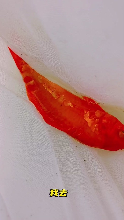德系臉譜錦鯉圖片
