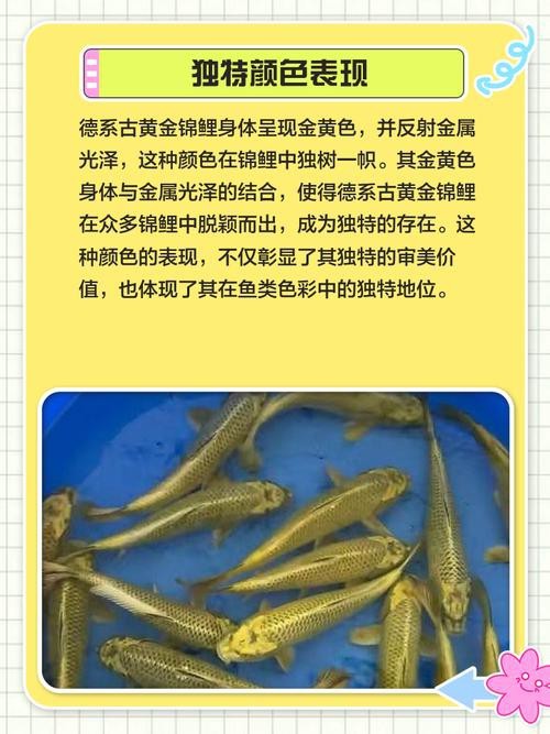 德系臉譜錦鯉圖片