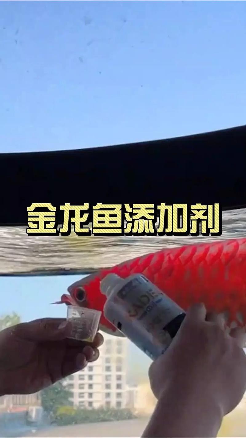 紅龍魚魚塘