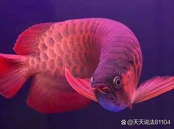 紅龍魚魚塘