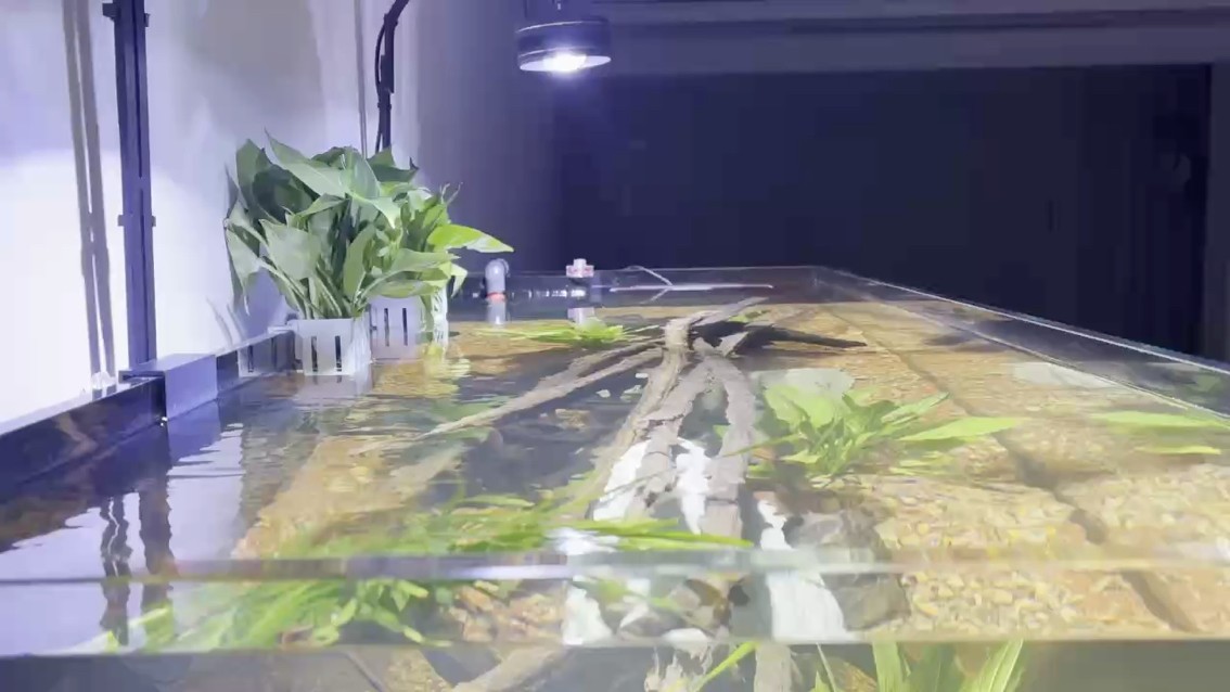 養點啥呢 等兩天水清了下魚