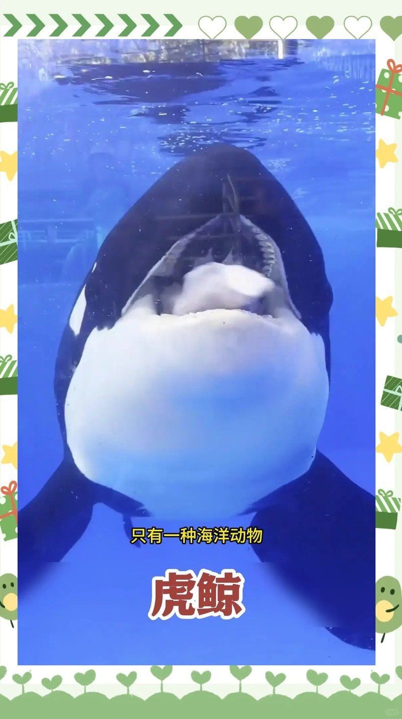 虎鯨VS抹香鯨 虎鯨VS抹香鯨 龍魚論壇 第1張