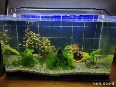 觀賞魚缸的日常維護技巧：觀賞魚缸換水頻率取決于多種因素，觀賞魚缸換水頻率應注意以下幾點