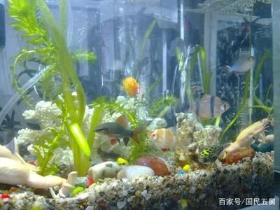 觀賞魚缸的日常維護技巧：觀賞魚缸換水頻率取決于多種因素，觀賞魚缸換水頻率應注意以下幾點