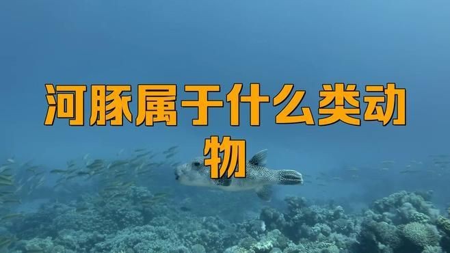 狗頭魚是河豚的一種嗎
