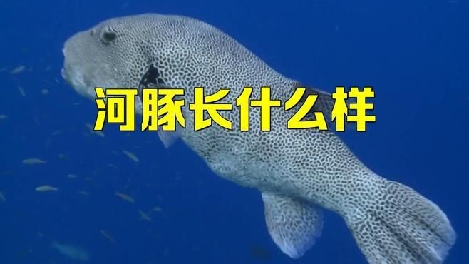狗頭魚是河豚的一種嗎