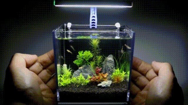 龍魚缸養(yǎng)海水魚