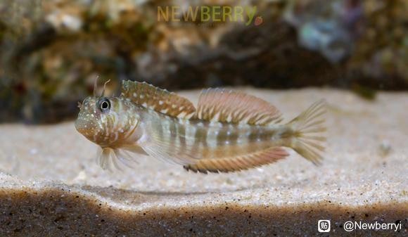 龍魚缸養(yǎng)海水魚