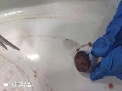 龍魚死前征兆是什么樣的：龍魚死前有哪些征兆？ 龍魚死前征兆是什么樣的：龍魚死前有哪些征兆？ 龍魚百科