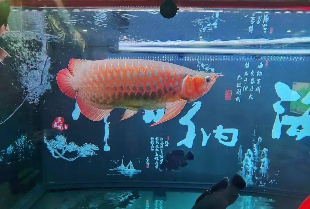 龍魚總是在缸角不動：龍魚在水族缸中靜止不動的原因