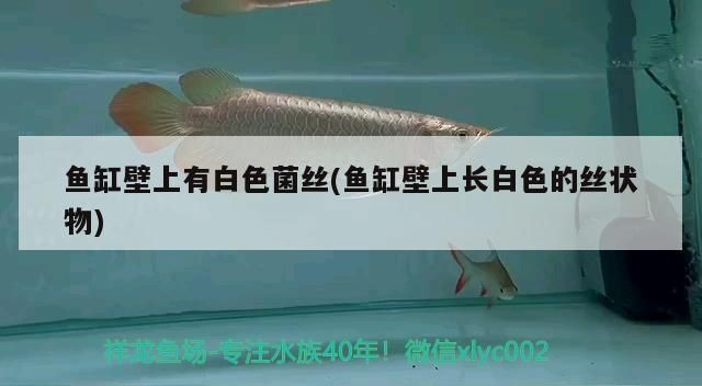 魚缸里有透明絲狀的東西是什么：魚缸里出現透明絲狀物是什么原因引起的