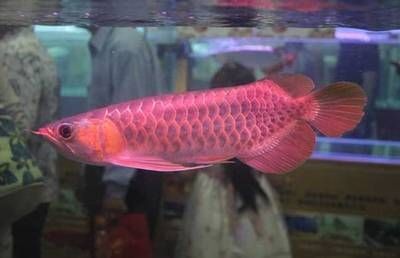 龍魚有幾年壽命（如何延長龍魚的壽命？）