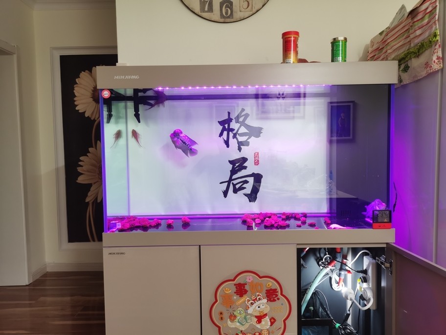 又回來啦，看看這半年的變化，阿泰沒有達(dá)到預(yù)期，大本發(fā)力最終干掉阿泰，稱霸魚缸