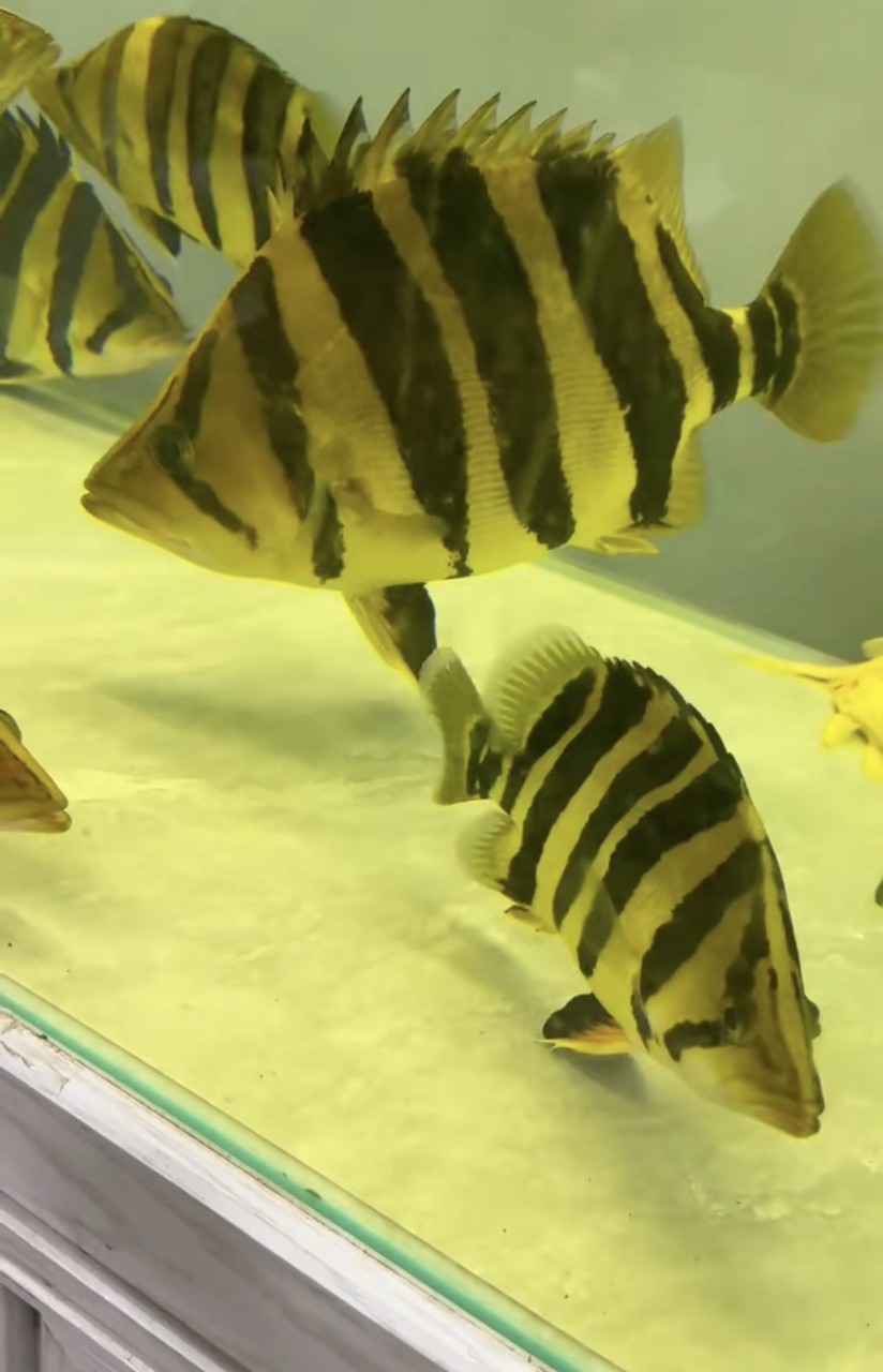 震撼入缸！40cm虎魚的帝王氣場誰懂啊 震撼入缸！40cm虎魚的帝王氣場誰懂啊 龍魚論壇 第1張