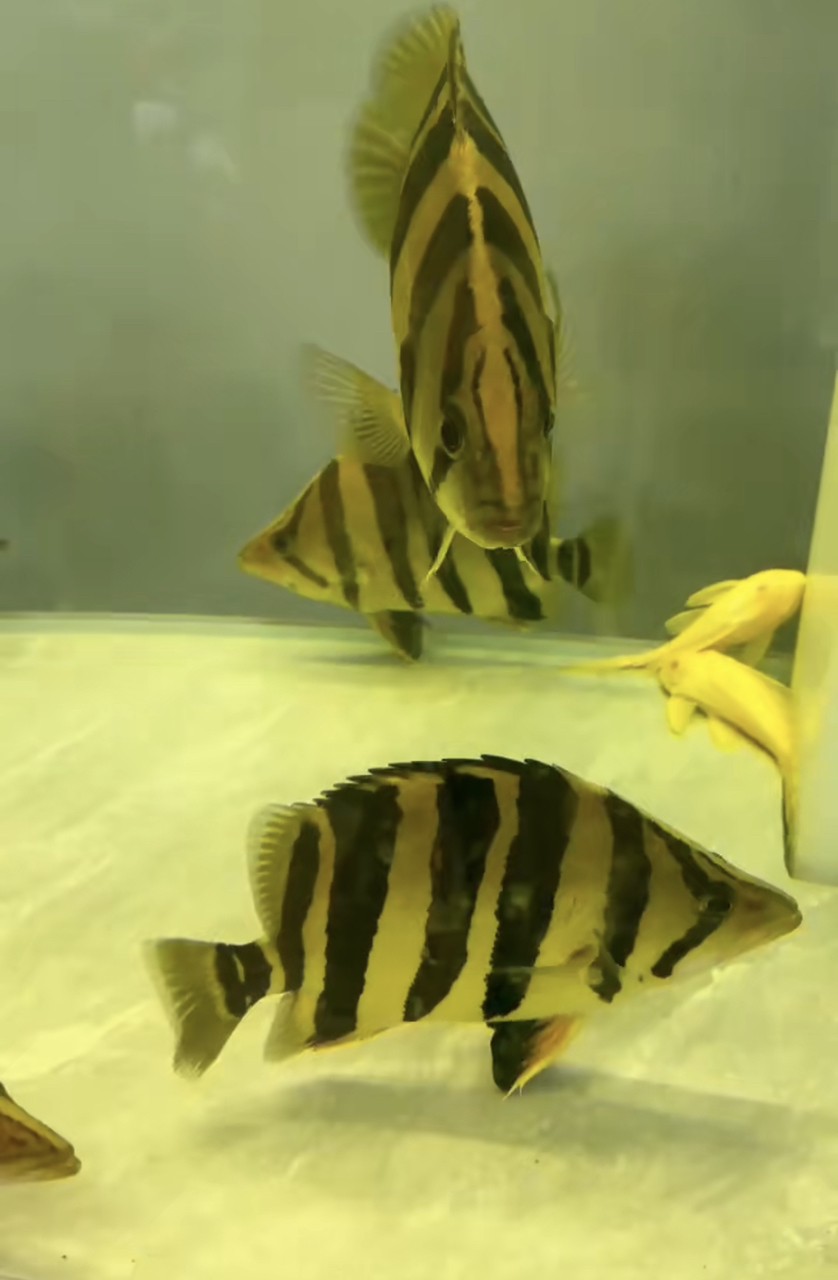 震撼入缸！40cm虎魚的帝王氣場誰懂啊 震撼入缸！40cm虎魚的帝王氣場誰懂啊 龍魚論壇 第2張