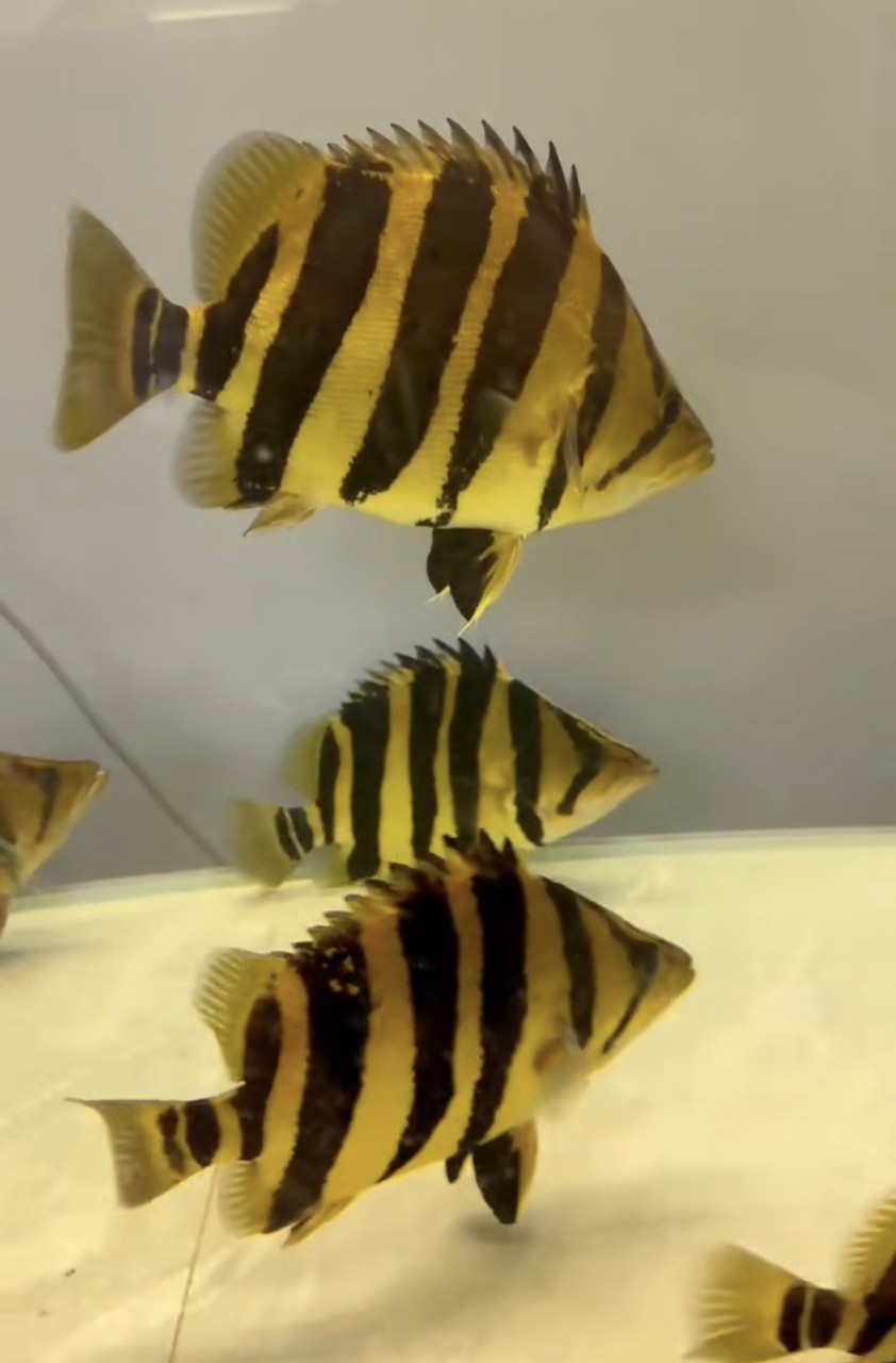 震撼入缸！40cm虎魚的帝王氣場誰懂啊 震撼入缸！40cm虎魚的帝王氣場誰懂啊 龍魚論壇 第3張