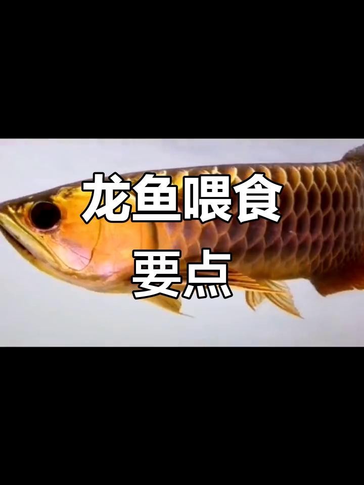龍魚夏季喂食量如何控制 龍魚夏季喂食量如何控制 龍魚百科 第6張