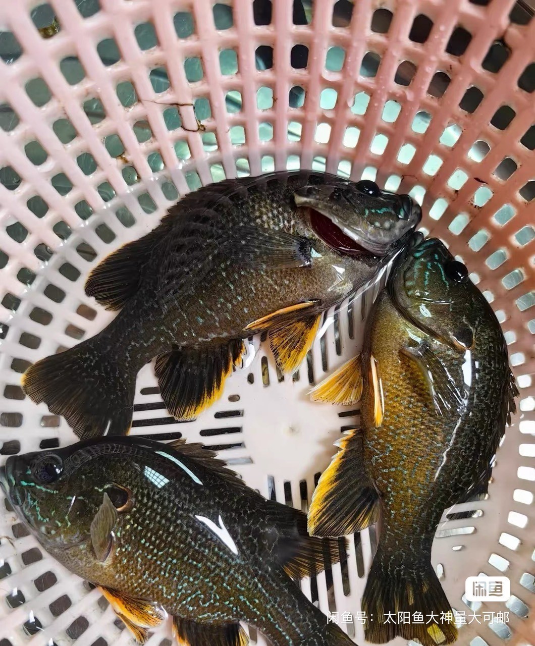 太陽魚