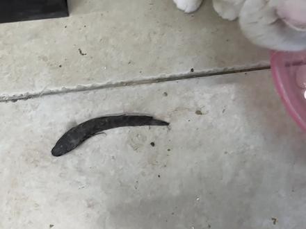 龍魚跳缸了幾分鐘了還能活嗎圖片
