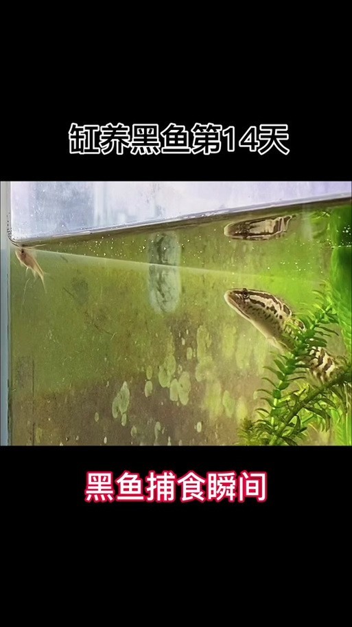 黑魚 魚缸 龍魚能養嗎圖片欣賞