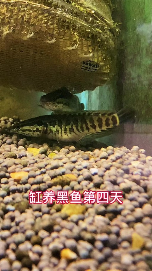 黑魚 魚缸 龍魚能養嗎圖片欣賞
