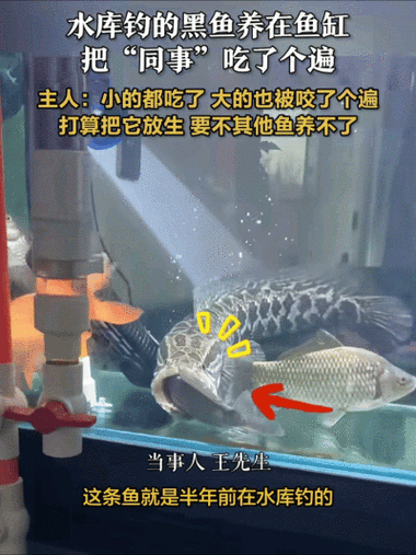 黑魚 魚缸 龍魚能養嗎圖片欣賞