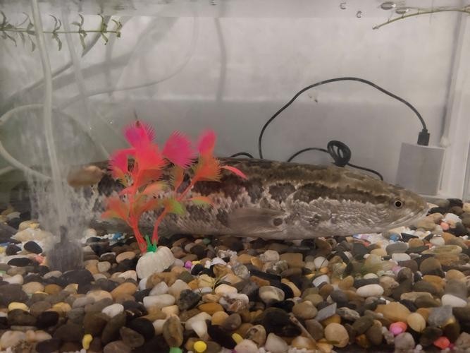 黑魚 魚缸 龍魚能養嗎圖片欣賞