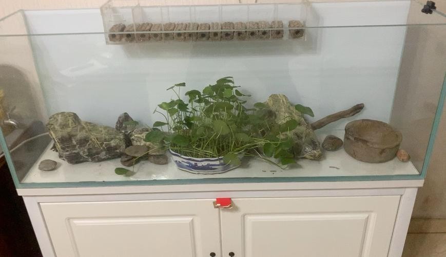 黑魚 魚缸 龍魚能養嗎圖片欣賞
