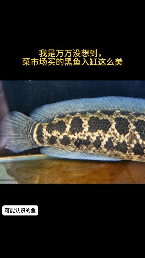 黑魚 魚缸 龍魚能養嗎圖片欣賞