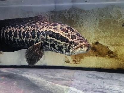 黑魚 魚缸 龍魚能養嗎圖片欣賞