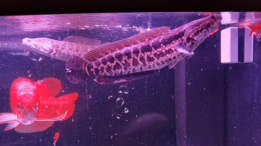 黑魚 魚缸 龍魚能養嗎圖片欣賞