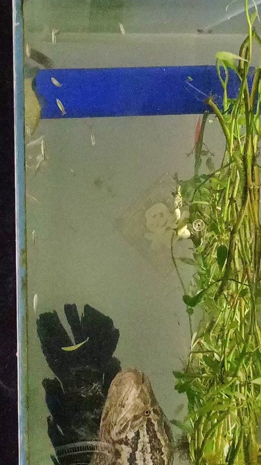黑魚 魚缸 龍魚能養嗎圖片欣賞
