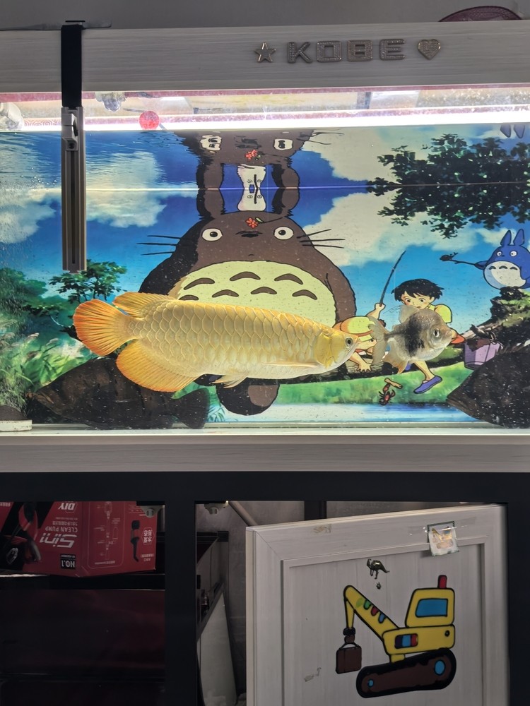 狀態一直不太好啊[fanu] 狀態一直不太好啊[fanu] 龍魚論壇 第1張