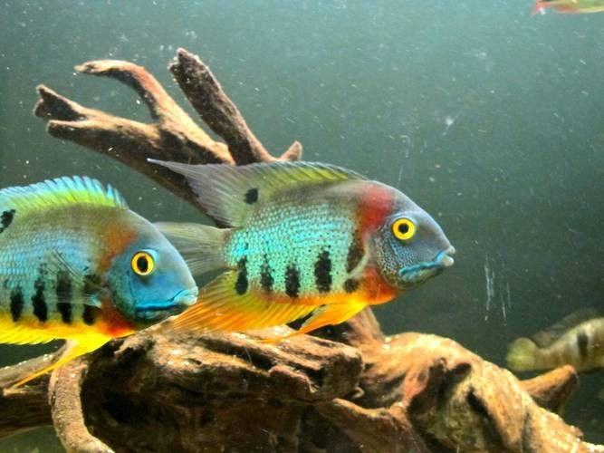 銀龍魚最佳混養方法圖解