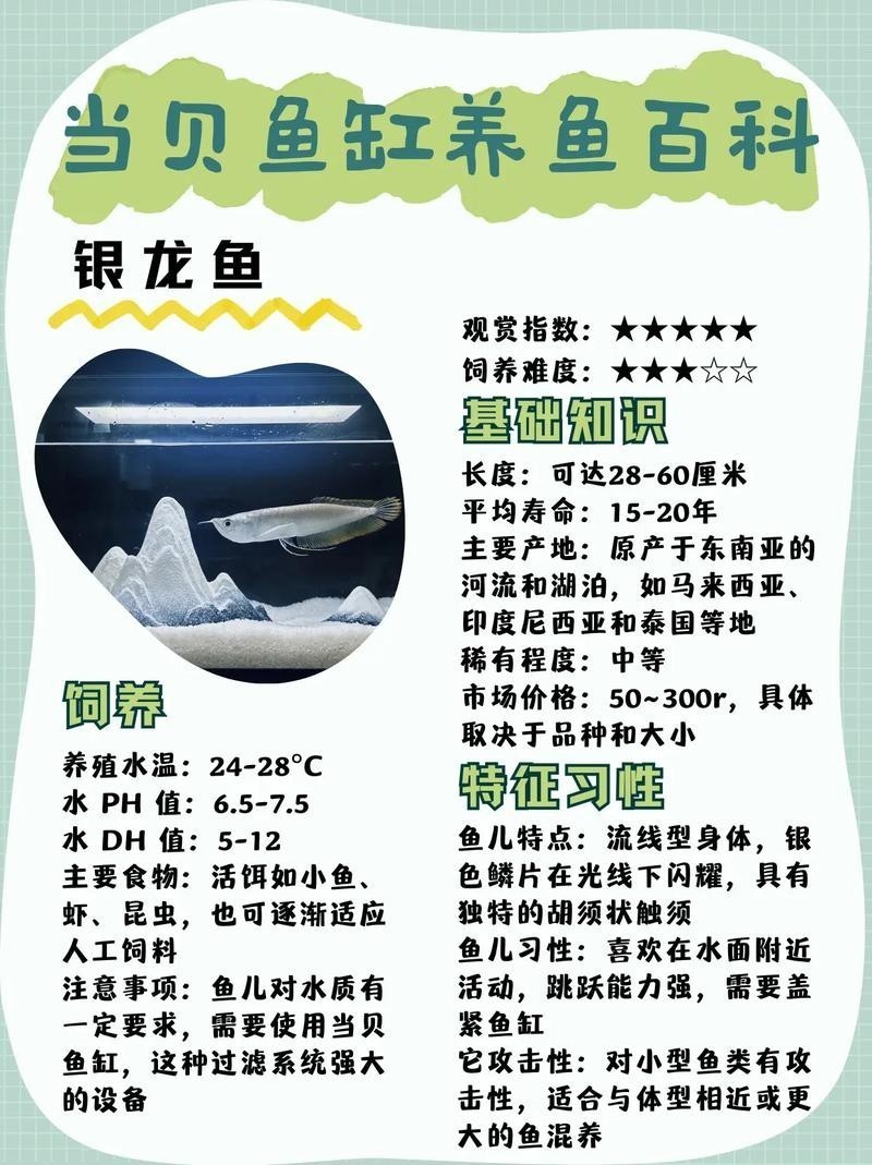 銀龍魚最佳混養方法圖解