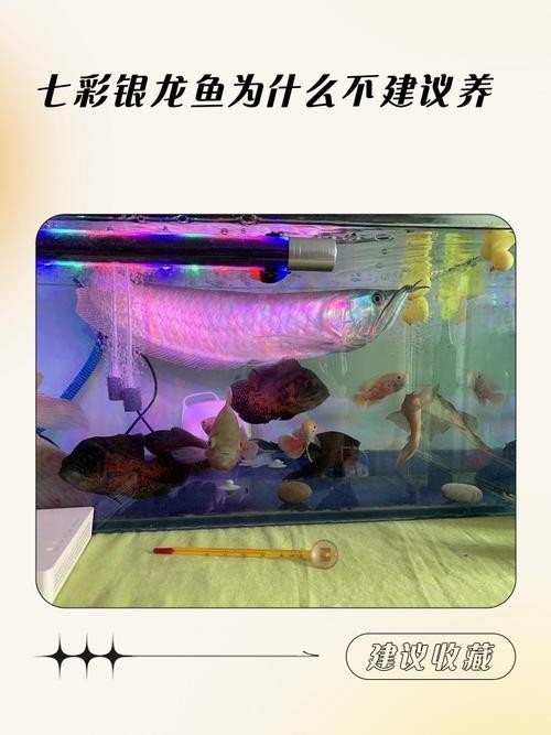 銀龍魚最佳混養方法圖解