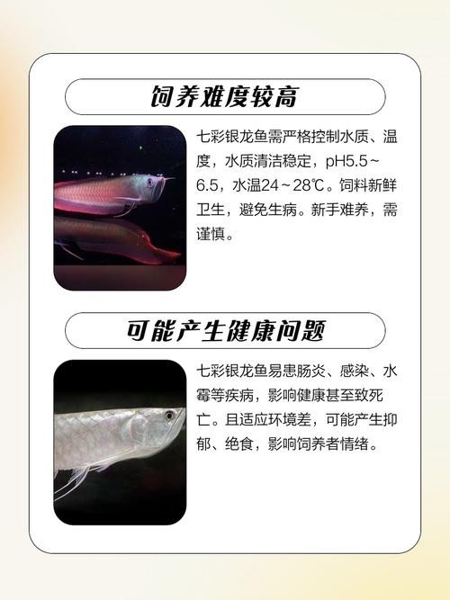 銀龍魚最佳混養方法圖解