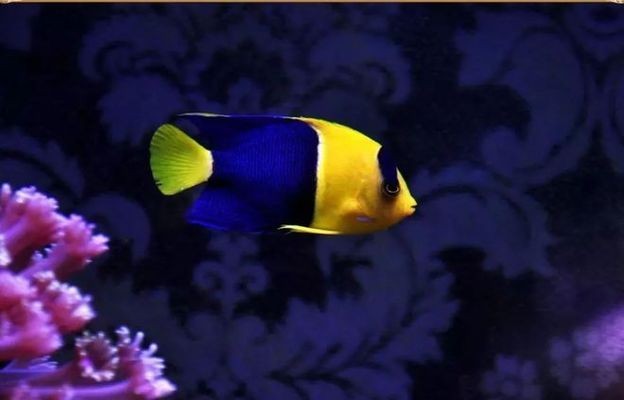 海之韻魚缸：海之韻魚缸款式對比