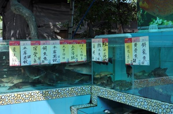 南京市雨花臺區水洋星水族館（南京水星游泳俱樂部怎么樣） 南京市雨花臺區水洋星水族館（南京水星游泳俱樂部怎么樣） 全國水族館企業名錄 第4張