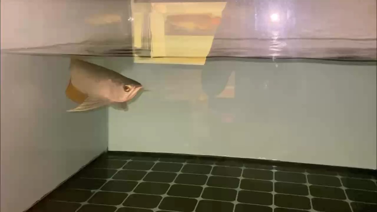 這版型是真的舒服