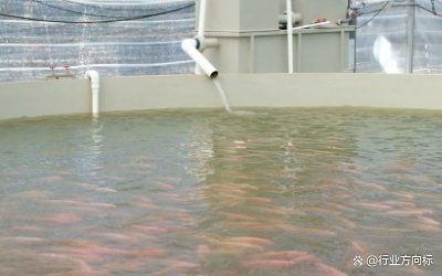 高密度養殖魚池水循環系統 龍魚論壇 第11張 高密度養殖魚池水循環系統 高密度養殖魚池水循環系統 龍魚論壇 第11張