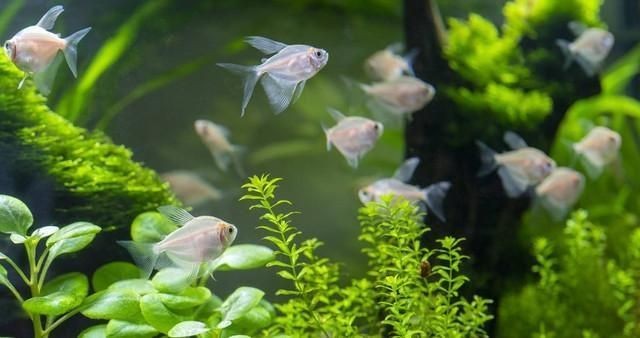 魚缸藥劑使用注意事項：使用魚缸藥劑的注意事項
