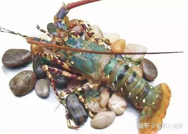 能再提供一些龍蝦的圖片嗎？