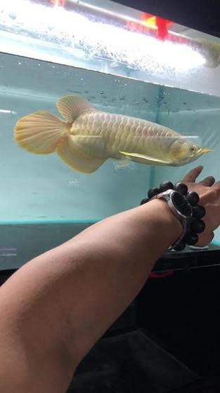 給我一些帝王紅龍魚的圖片